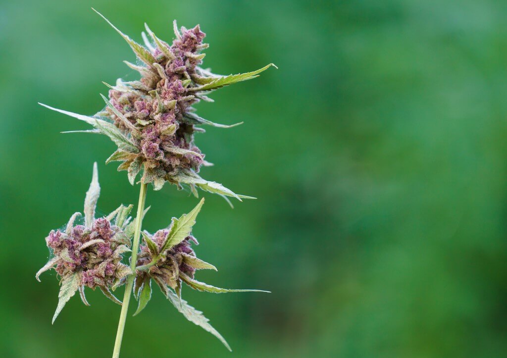 Plantas de cannabis saudáveis em um vibrante e colorido jardim.