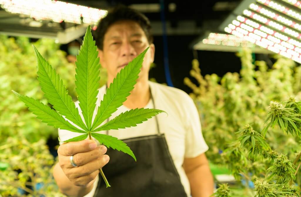 Fotografia de plantas de maconha em crescimento sob luzes artificiais.