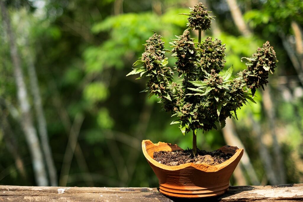 Plantas de cannabis em um vibrante jardim de varanda.