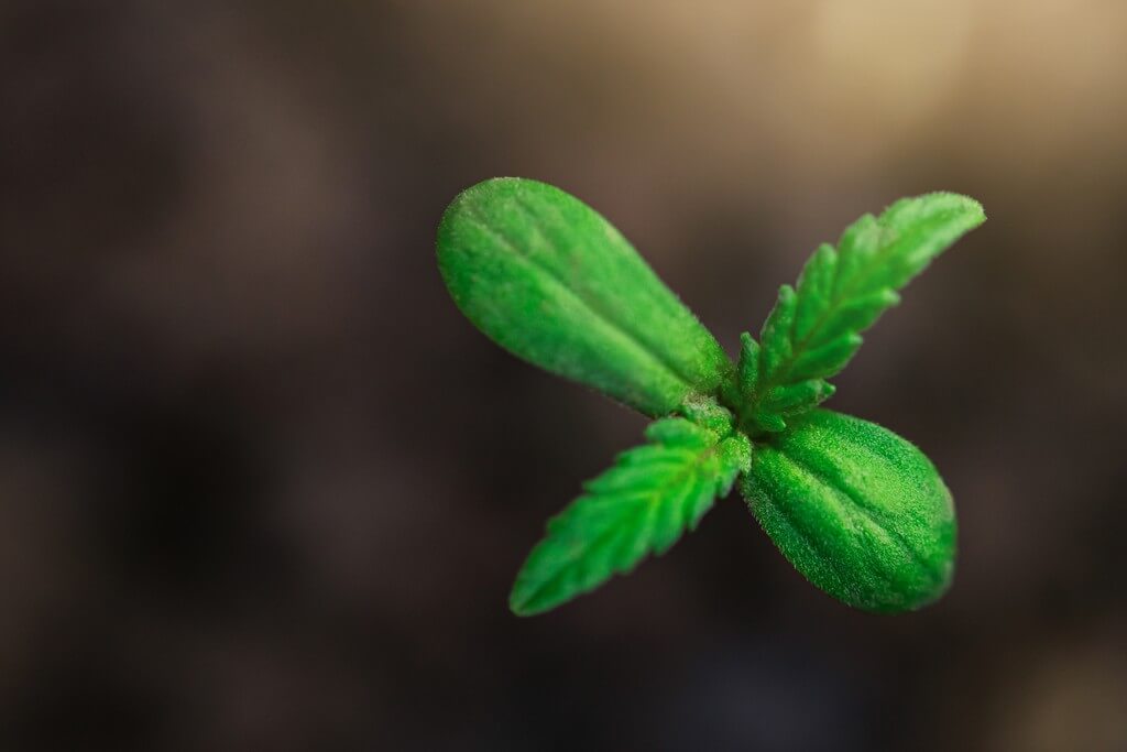 A hand holds a pH test kit near a pot of germinating marijuana seeds.