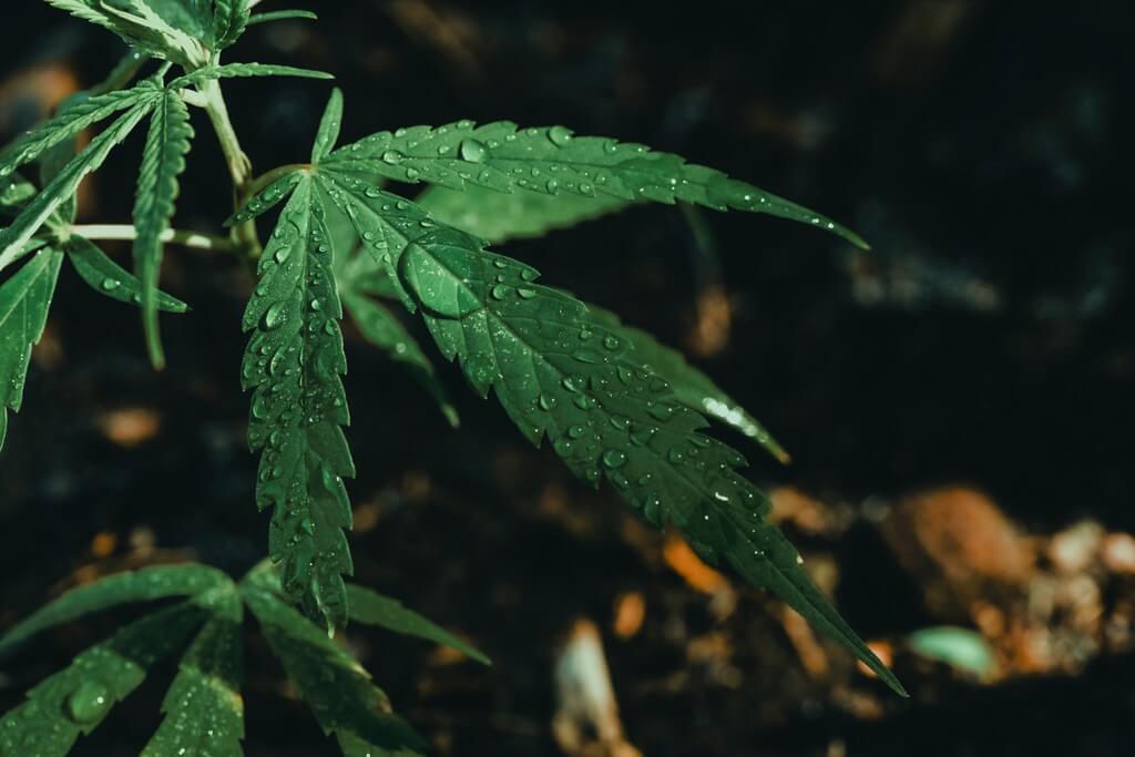 Uma foto de uma planta de cannabis cercada por ferramentas de medição.