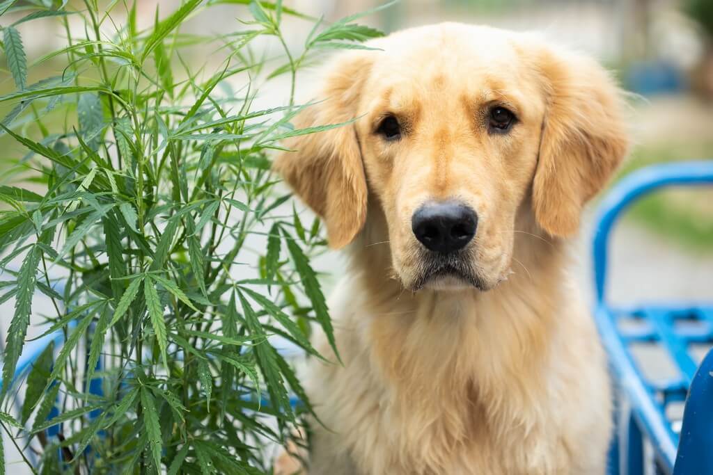 Um cão curioso farejando e tocando uma planta de cannabis em um ambiente interno.