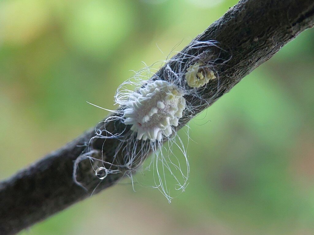 Uma imagem de perto de insetos cochonilhas em uma planta.