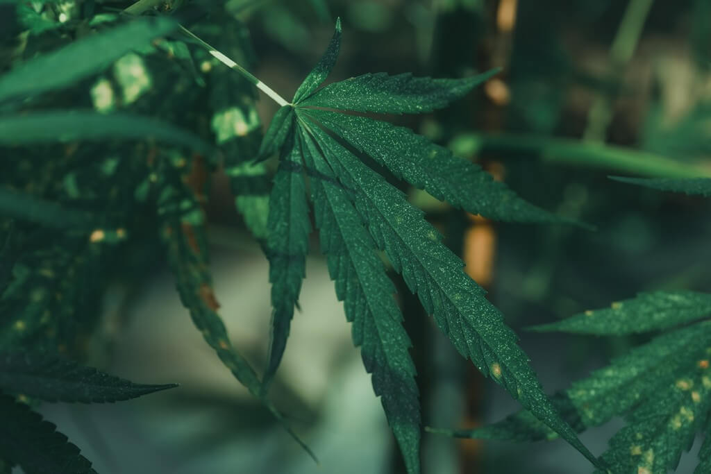 Plantas de maconha saudáveis em uma estufa bem ventilada.