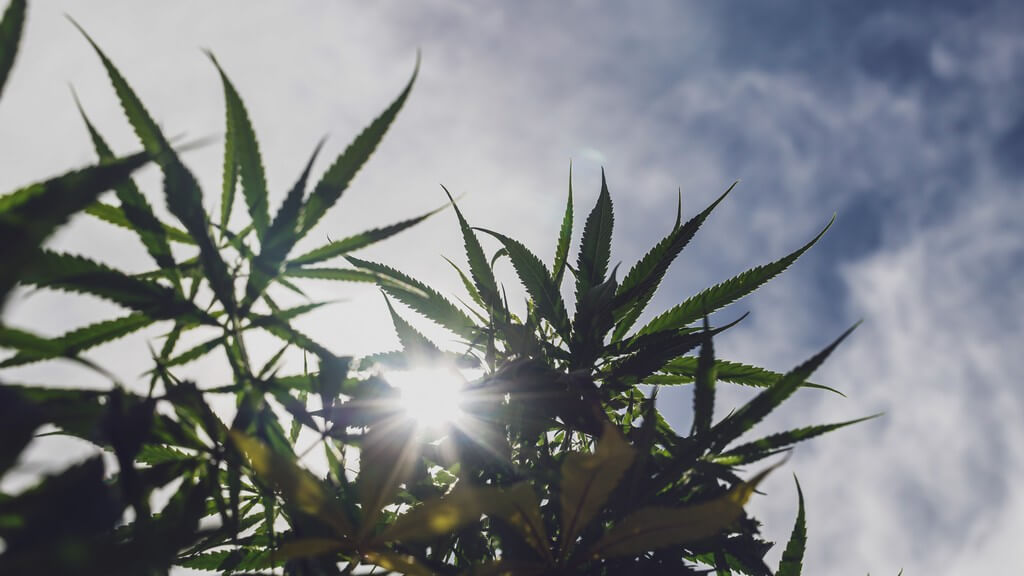 Uma pessoa cultivando maconha em um jardim orgânico rodeado de vegetação exuberante.