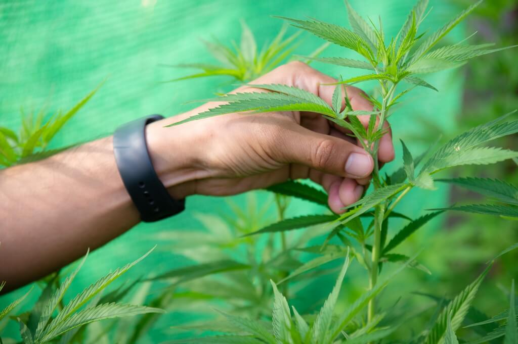 Uma pessoa cuidando de uma planta de maconha em um espaço de cultivo interior.