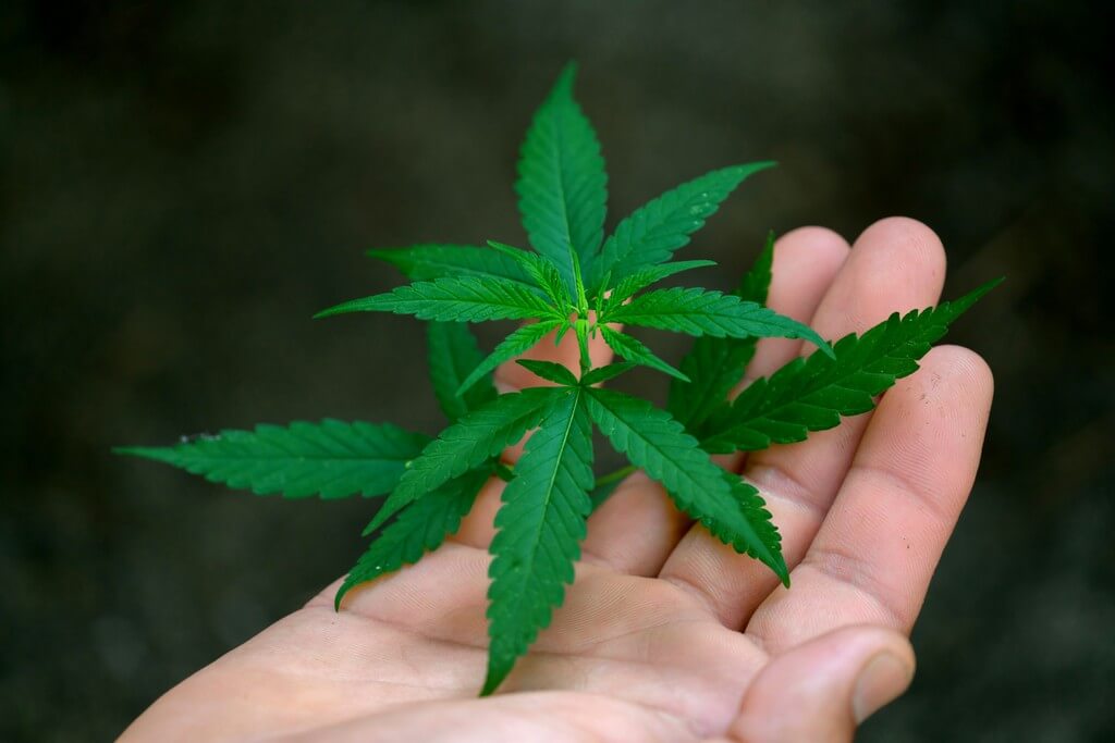 Uma fotografia de perto de plantas de maconha com características claramente identificadas como masculinas e femininas.