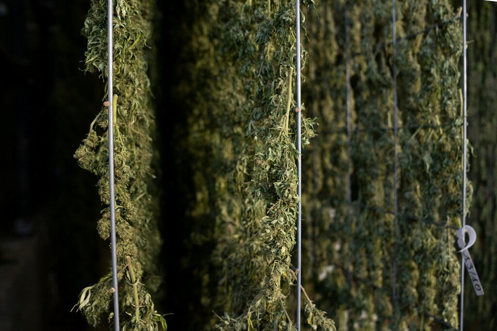 A photo of freshly harvested cannabis buds hanging in a ventilated room.