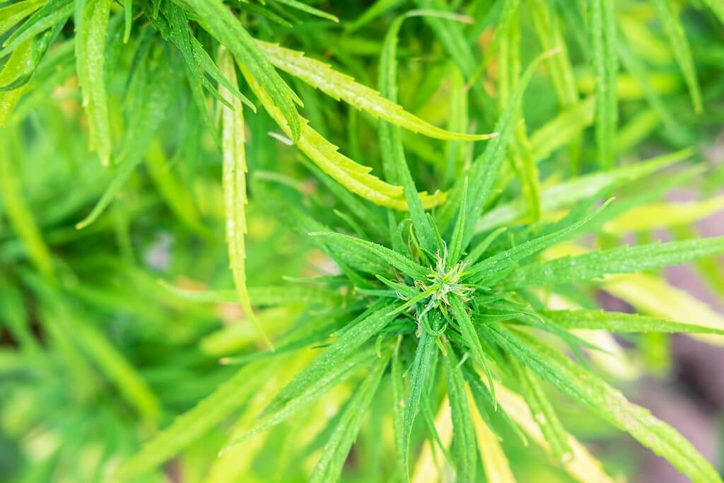 Folha amarelada de maconha em um quarto
de cultivo.