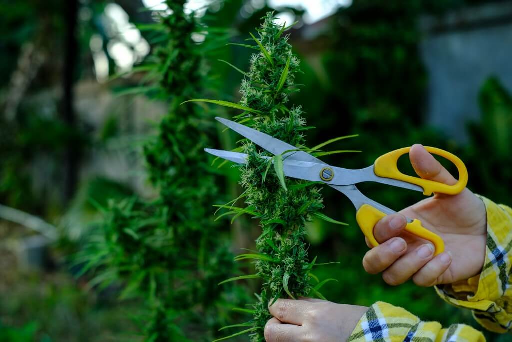 Uma planta de maconha saudável sendo podada em um ambiente interno bem iluminado.