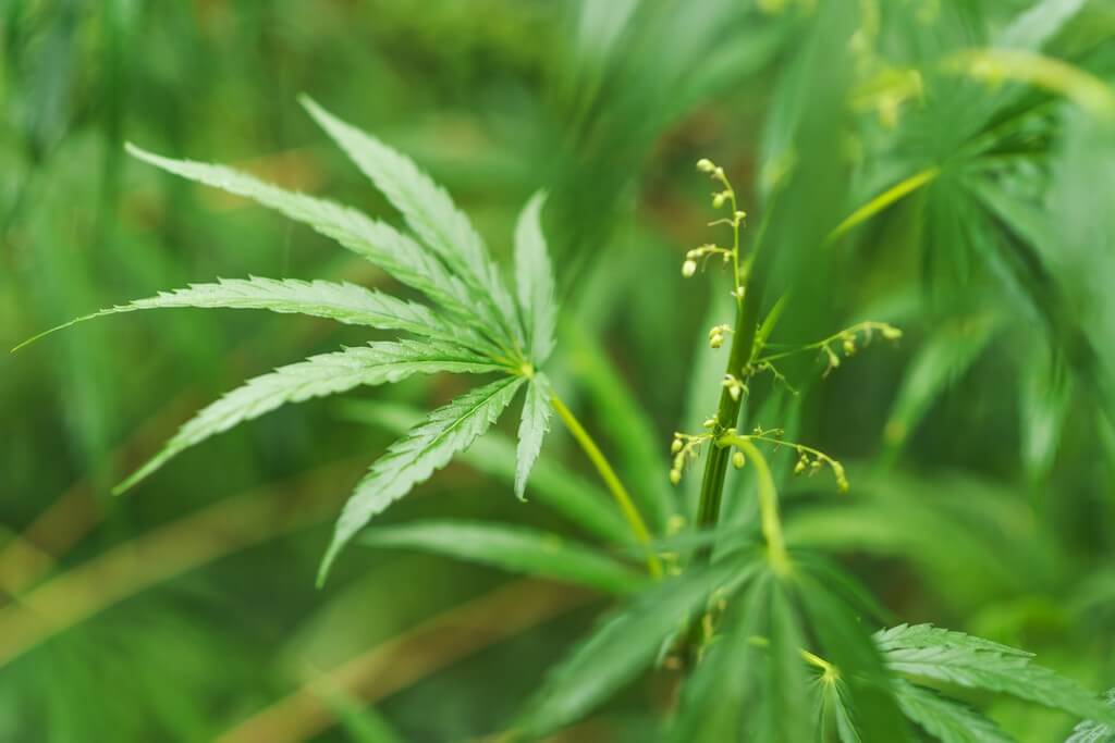 Uma planta de maconha saudável sendo cuidadosamente treinada e apoiada em um ambiente de crescimento.