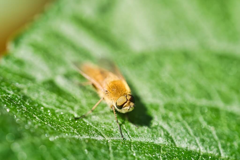 Uma planta de maconha infestada por trips com folhas danificadas.