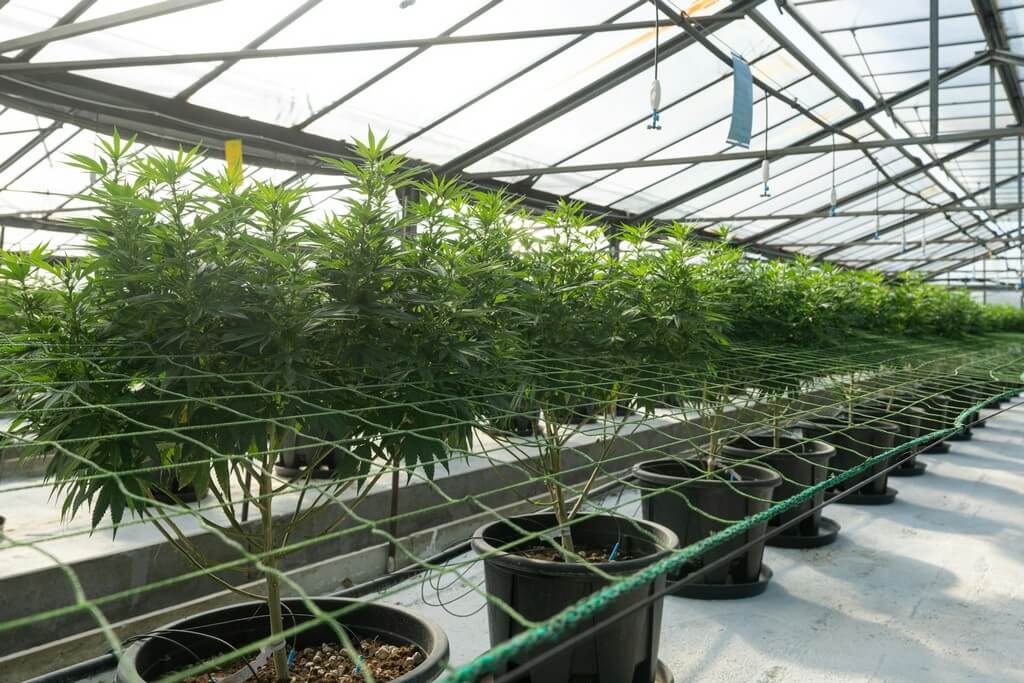 Fotografia de plantas de cannabis crescendo sob luz controlada.