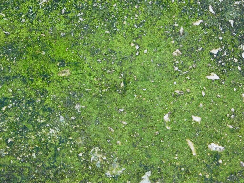 A dense bloom of green algae in a water source.