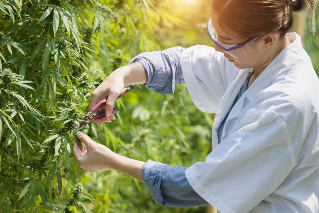 Uma pessoa podando meticulosamente plantas de maconha em um cultivo interior.