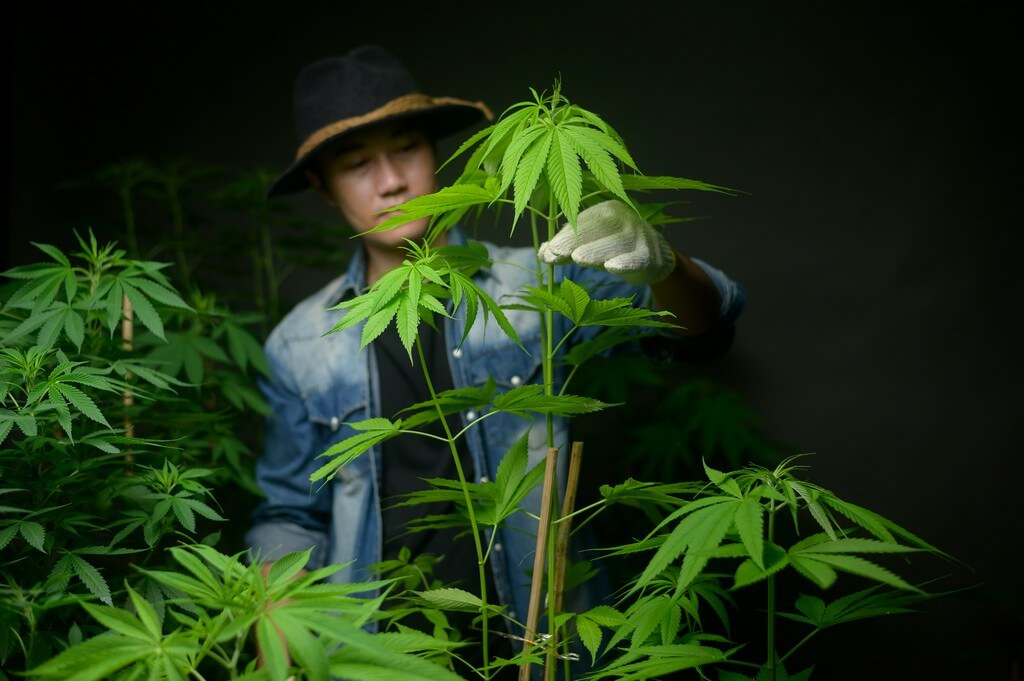 Uma planta de maconha sendo cuidadosamente dobrada e treinada em um jardim exuberante.