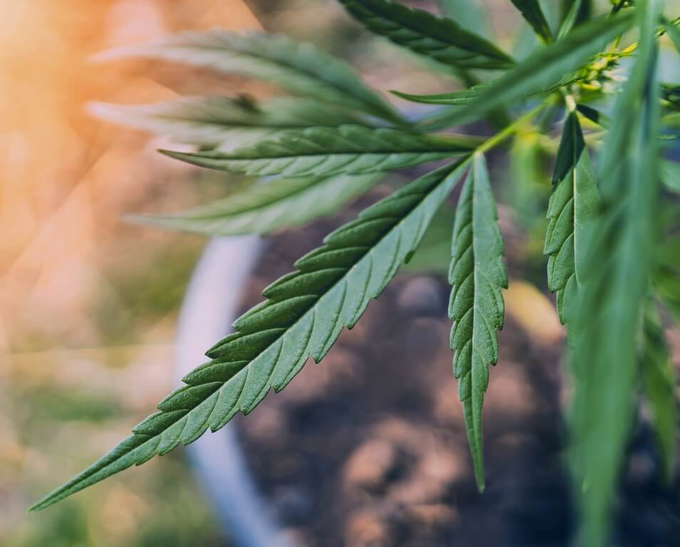 Uma imagem em close de uma planta de maconha saudável cercada por medidas de controle de insetos.