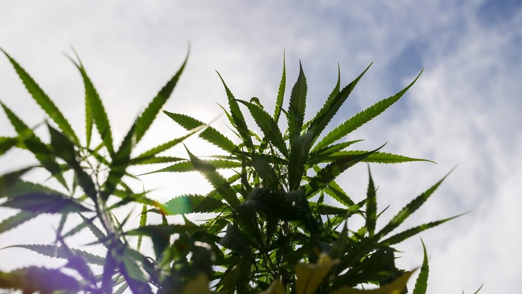 Uma fotografia de plantas de maconha florescendo em um jardim ensolarado.