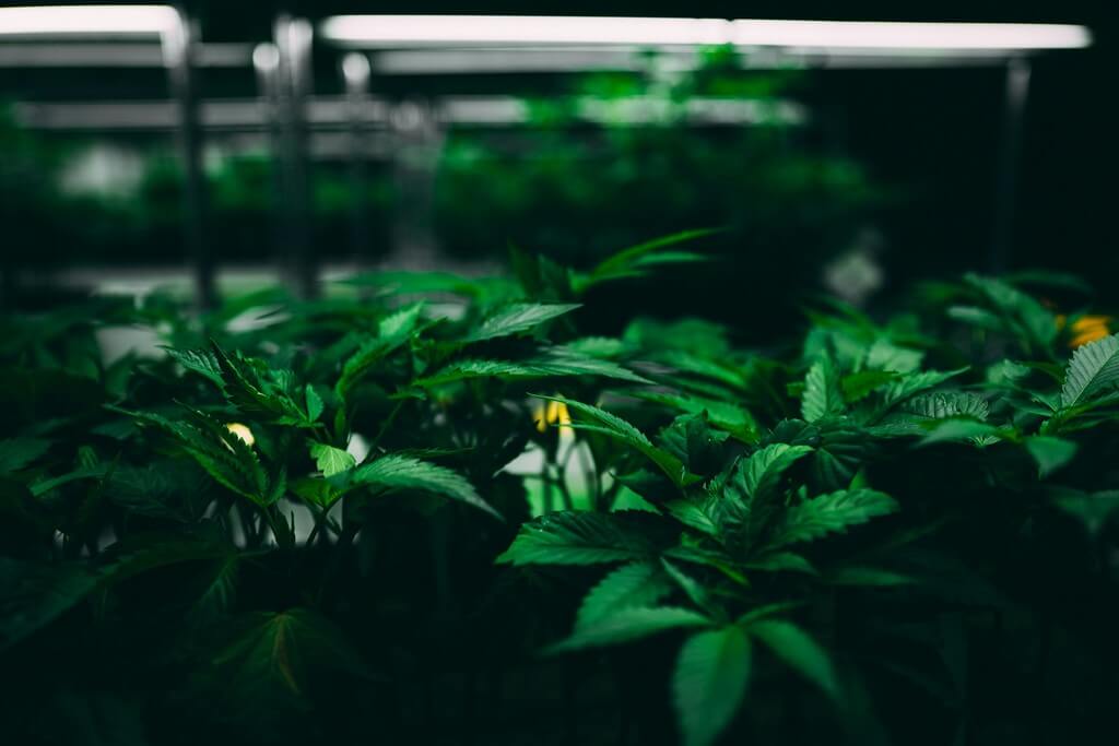 A person caring for marijuana plants in an indoor greenhouse.