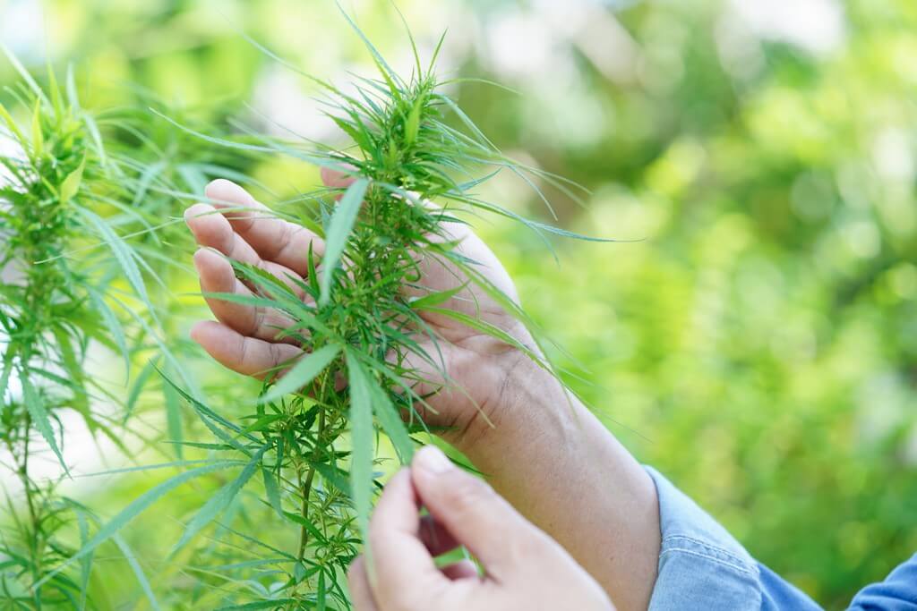 Plantas saudáveis de cannabis em um cultivo interior.