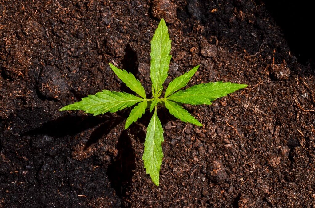 Plantas verdes e saudáveis em um ambiente de solo equilibrado.