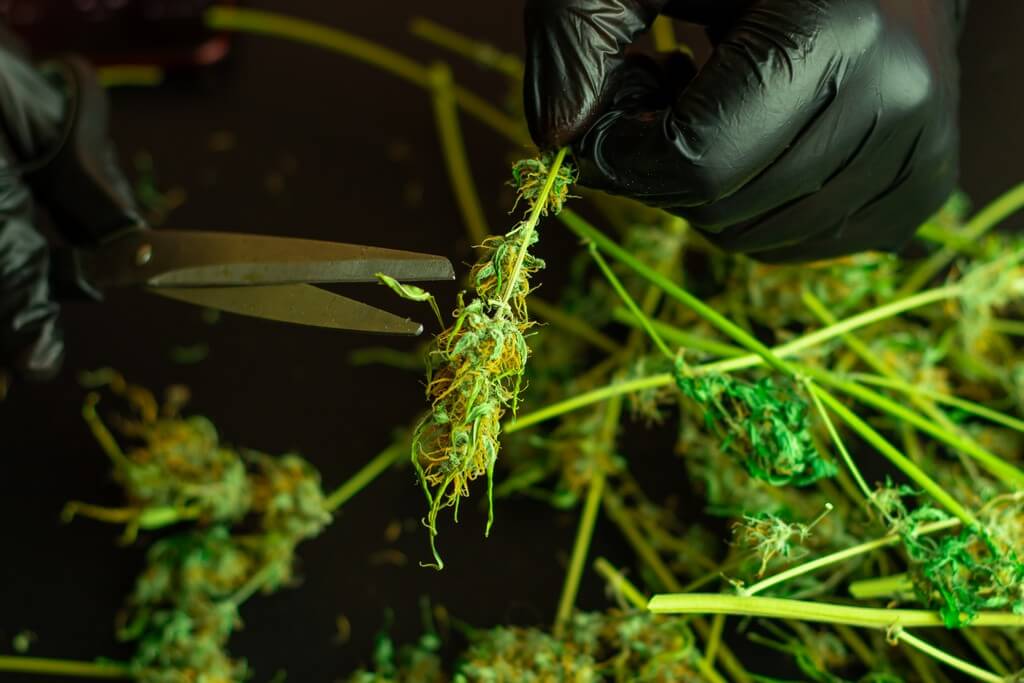 Uma pessoa preparando recortes de
cannabis para cozinhar infusões.