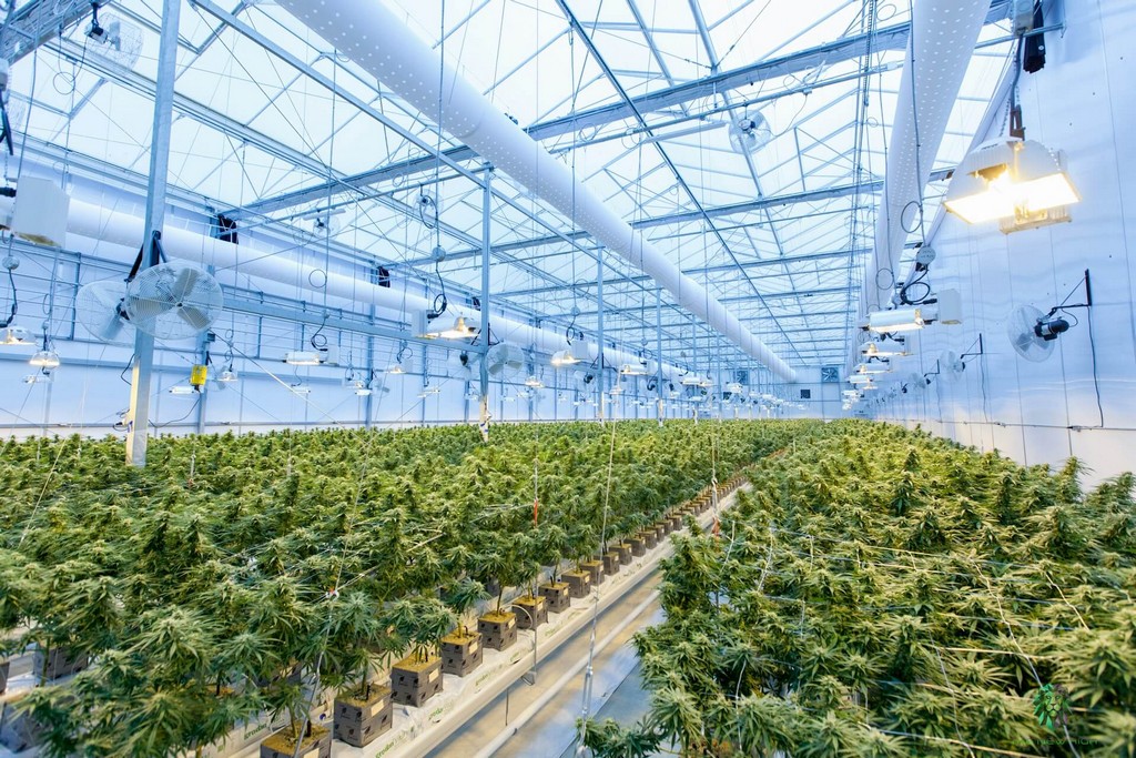 A photo of fertile soil with healthy plants in a greenhouse.