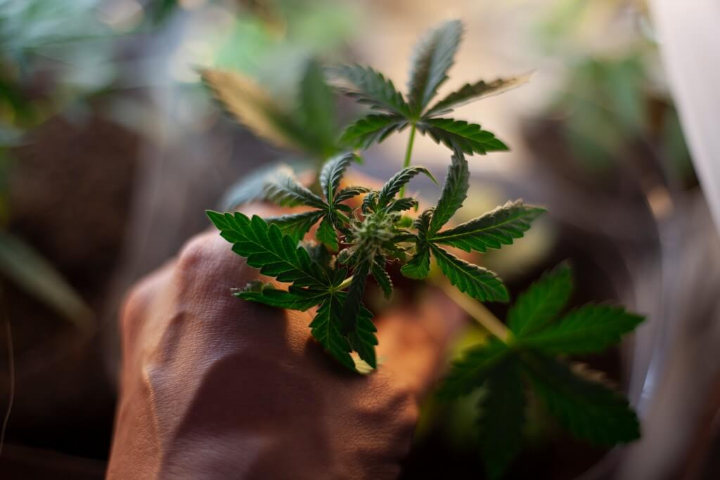 Uma planta de cannabis madura em uma estufa sendo clonada.