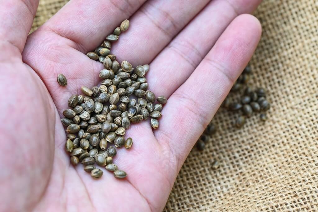 Uma pessoa raspa delicadamente a casca de uma semente de cannabis em um ambiente iluminado e arejado.