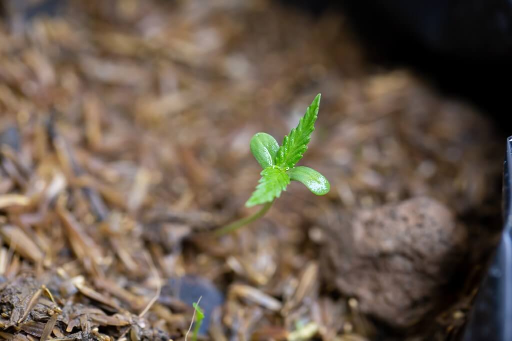 A marijuana seedling sprouting in a warm, dark environment.