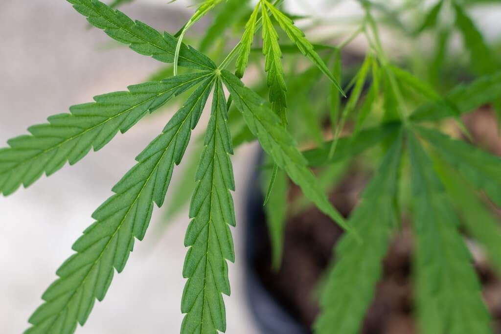 Uma planta de cannabis madura em um ambiente interno bem iluminado.