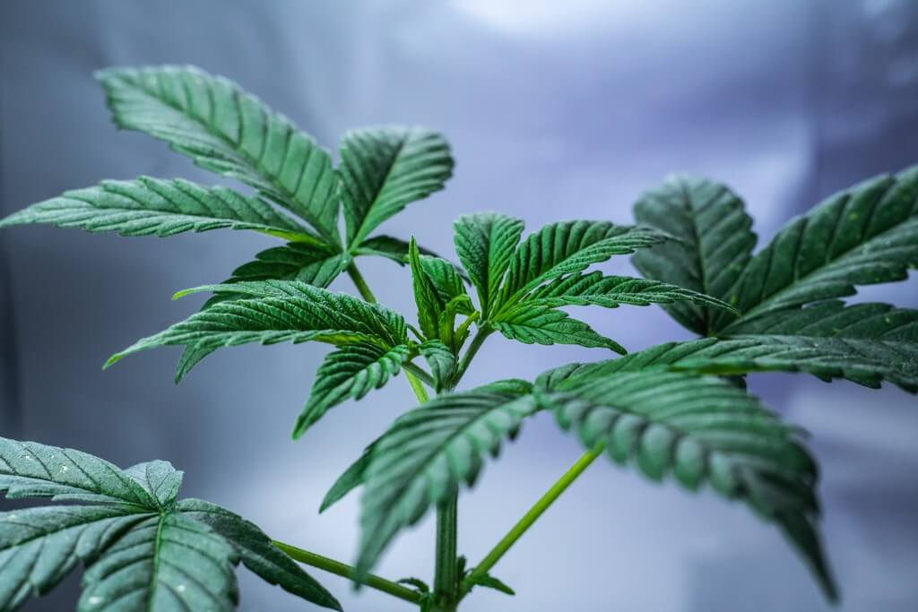 Uma planta de maconha em ambiente interno com luzes de cultivo.