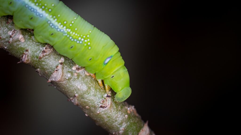 Uma lagarta em uma folha verde em um jardim.