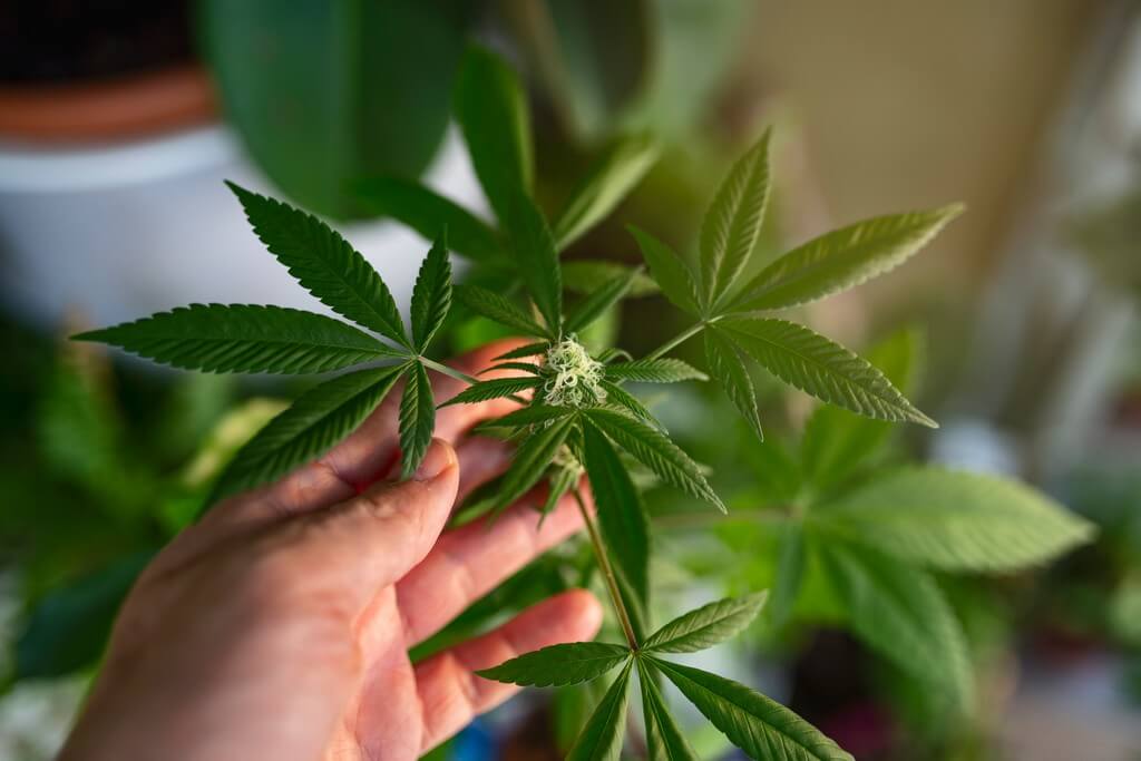 Uma pessoa levantando suavemente uma planta caída de maconha em um ambiente interno ensolarado.