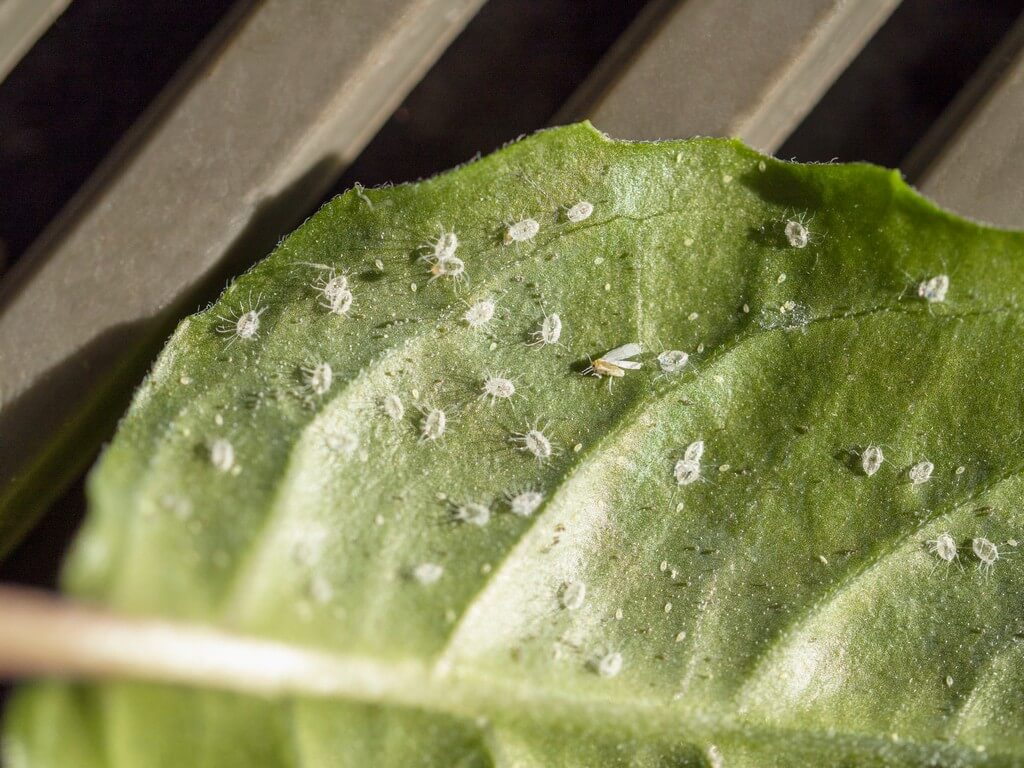 Uma planta de maconha infestada por moscas-brancas em um ambiente natural.