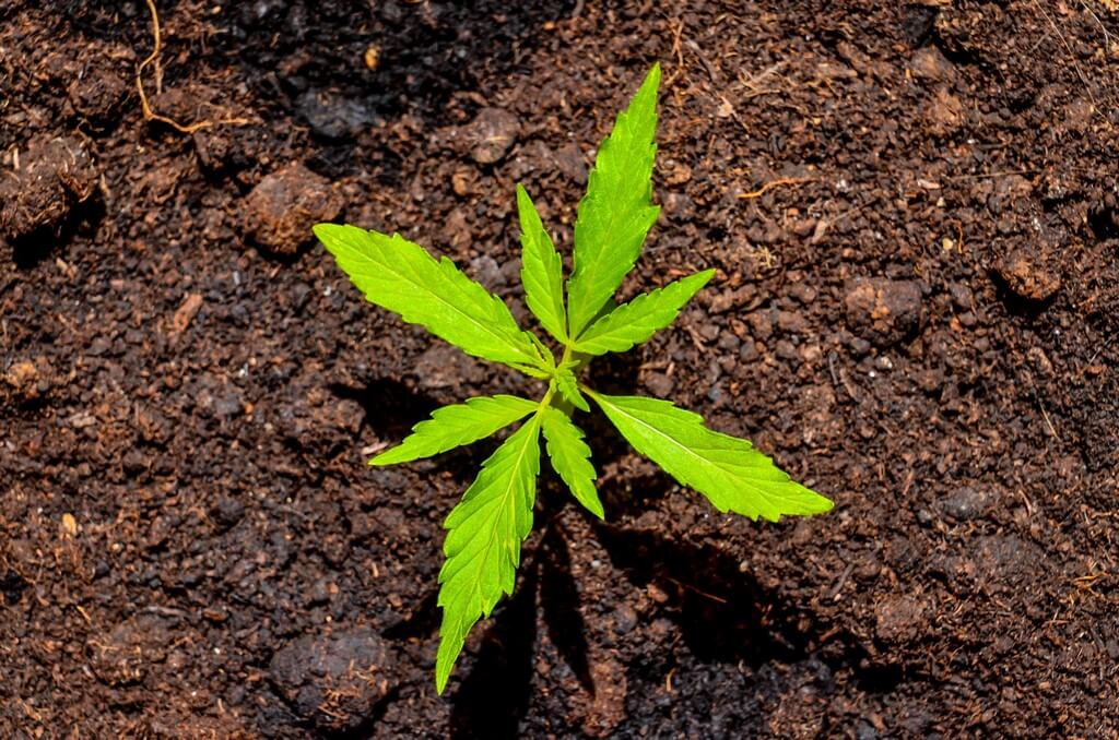 Uma planta de maconha vibrante e exuberante em um cultivo interno.