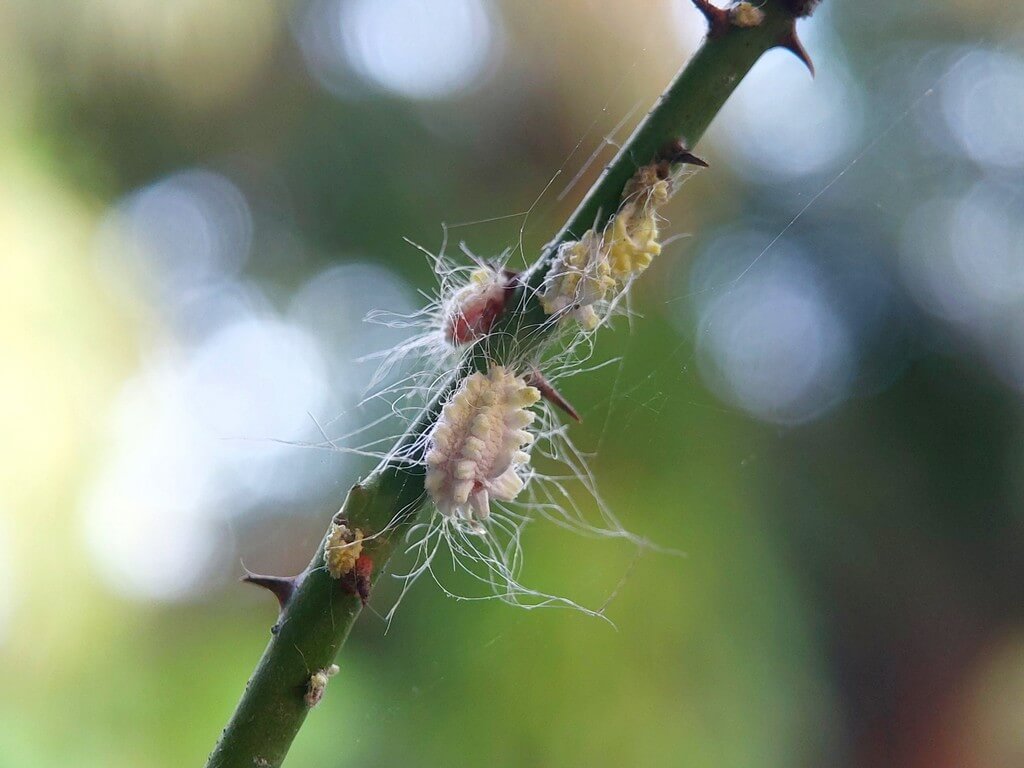 Uma foto em close-up de uma planta de cannabis infestada por cochonilhas.