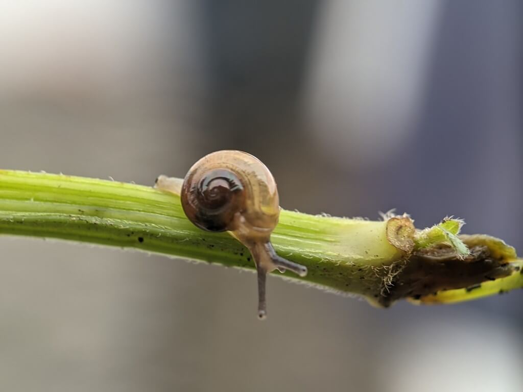 Uma foto de lesmas e caracóis em folhas de cannabis com danos visíveis na planta.