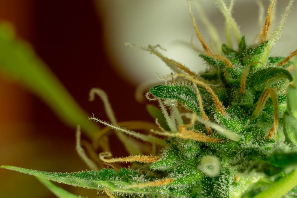 Uma foto de close-up dos tricomas de cannabis brilhando sob a luz.