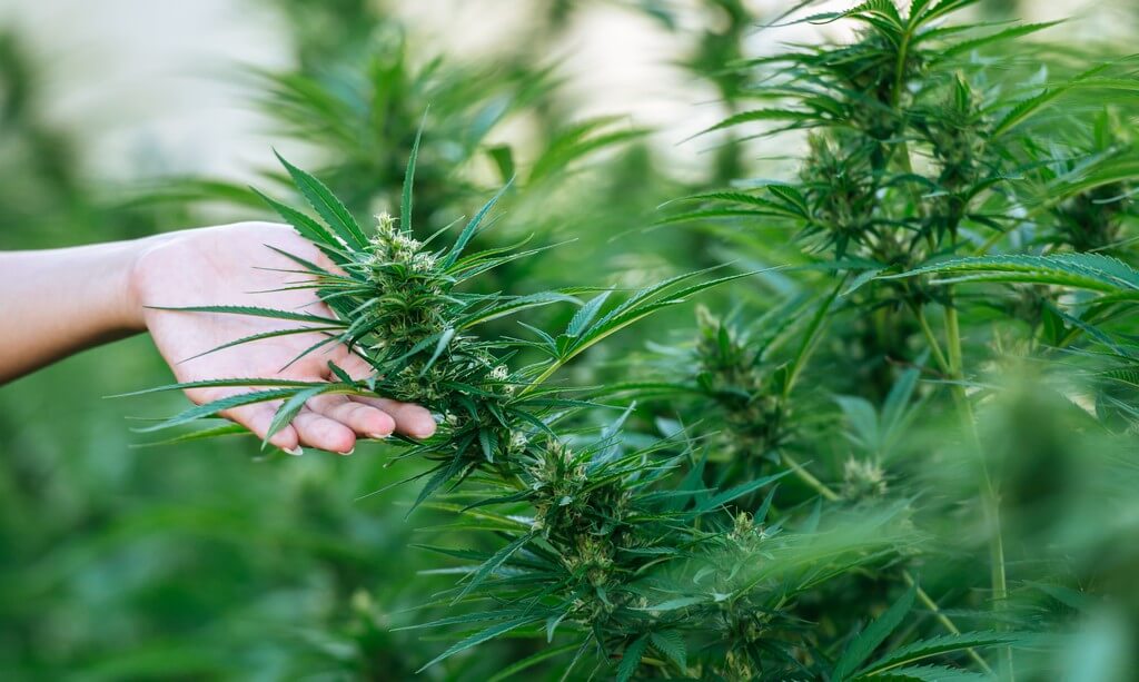 Uma pessoa cuidando de plantas de maconha em um jardim interior.