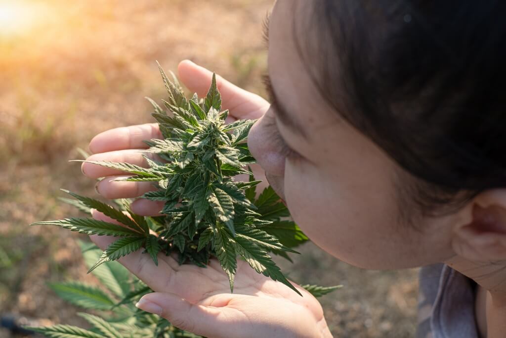 Uma planta de maconha florescendo sob estresse controlado com folhagem rica em terpenos.