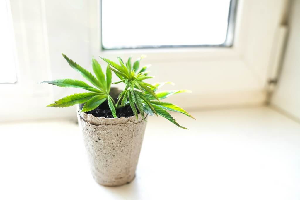 Uma pessoa cuidando de uma planta de maconha em uma janela ensolarada.