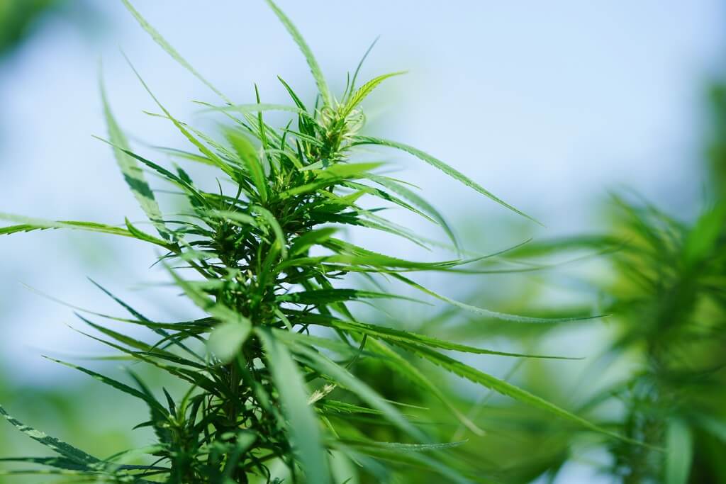 Uma pessoa inspeciona plantas de maconha saudáveis em um cultivo interior.