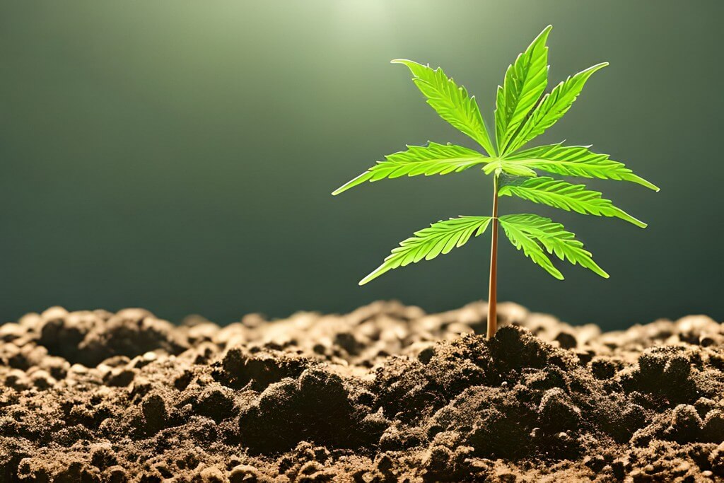 Foto de clones de maconha com raízes saudáveis em bandeja de propagação.