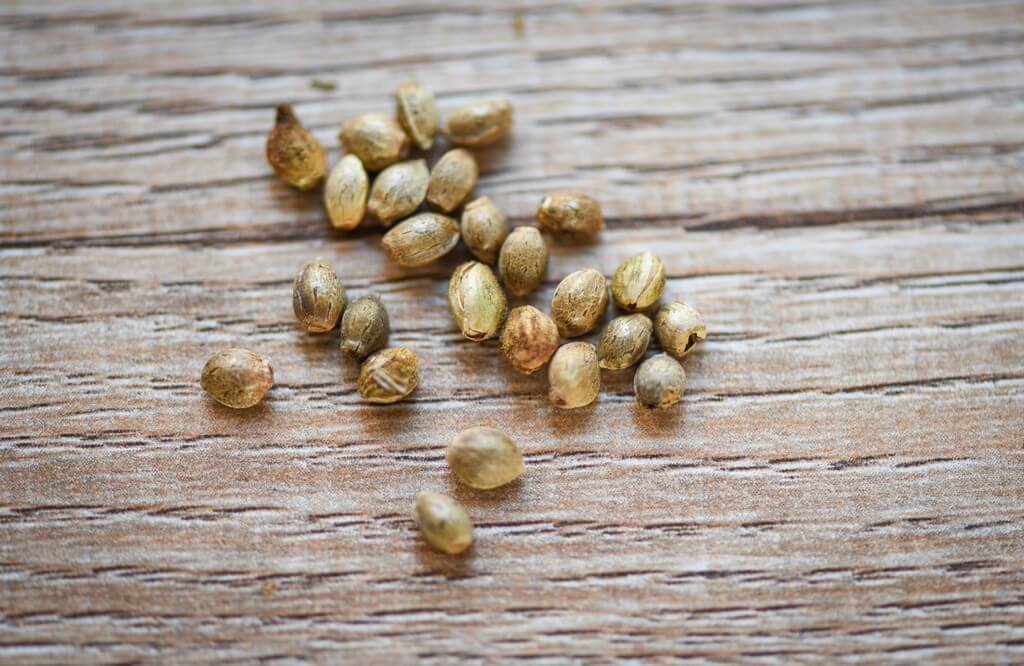 Uma pessoa planta sementes de maconha feminizadas em um jardim doméstico.