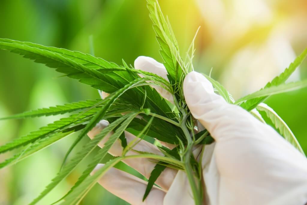 Fotografia de plantas de maconha saudáveis em um ambiente interno bem iluminado.