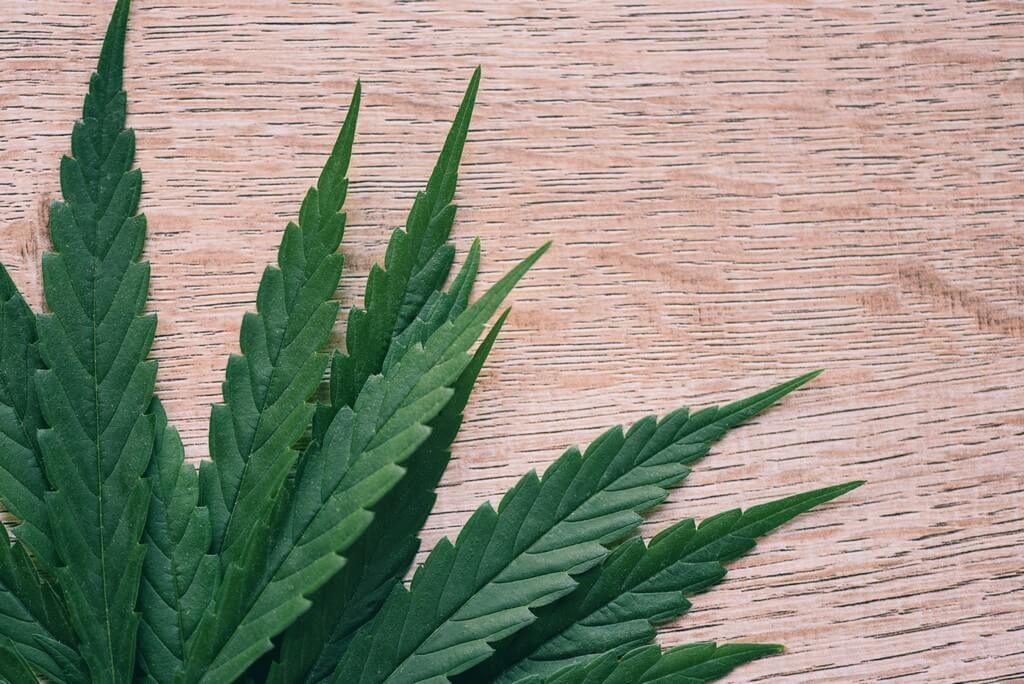 Plantas de cannabis infestadas de pulgões em um jardim.