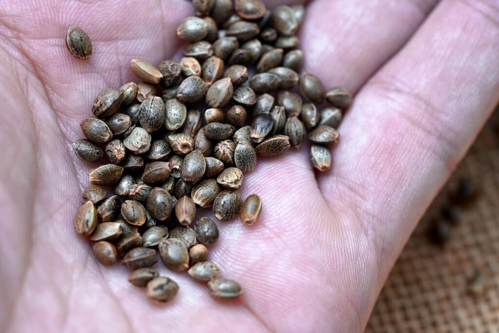 Uma plântula de cannabis brotando em um jardim vibrante.