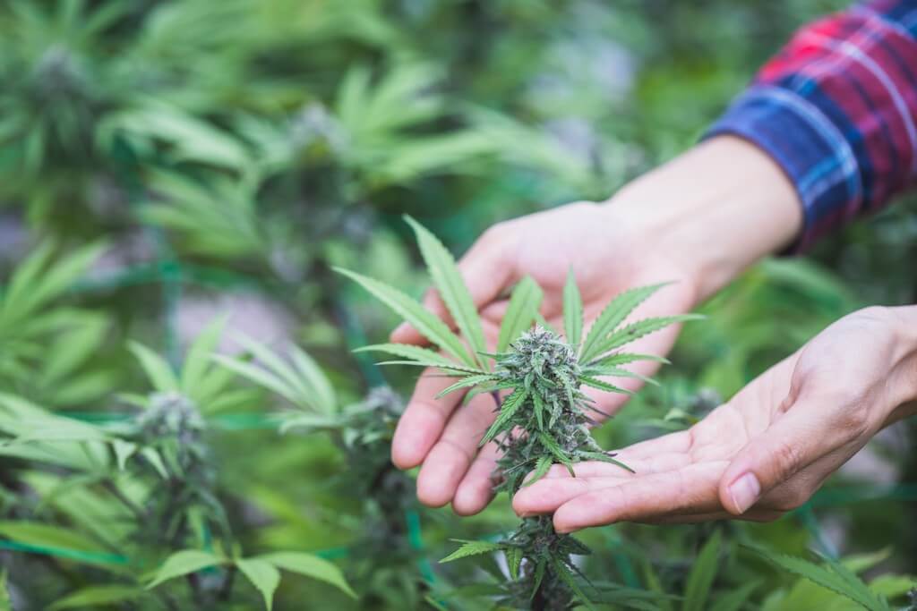 Uma foto de uma planta de maconha crescendo em um moderno quarto de cultivo interno.