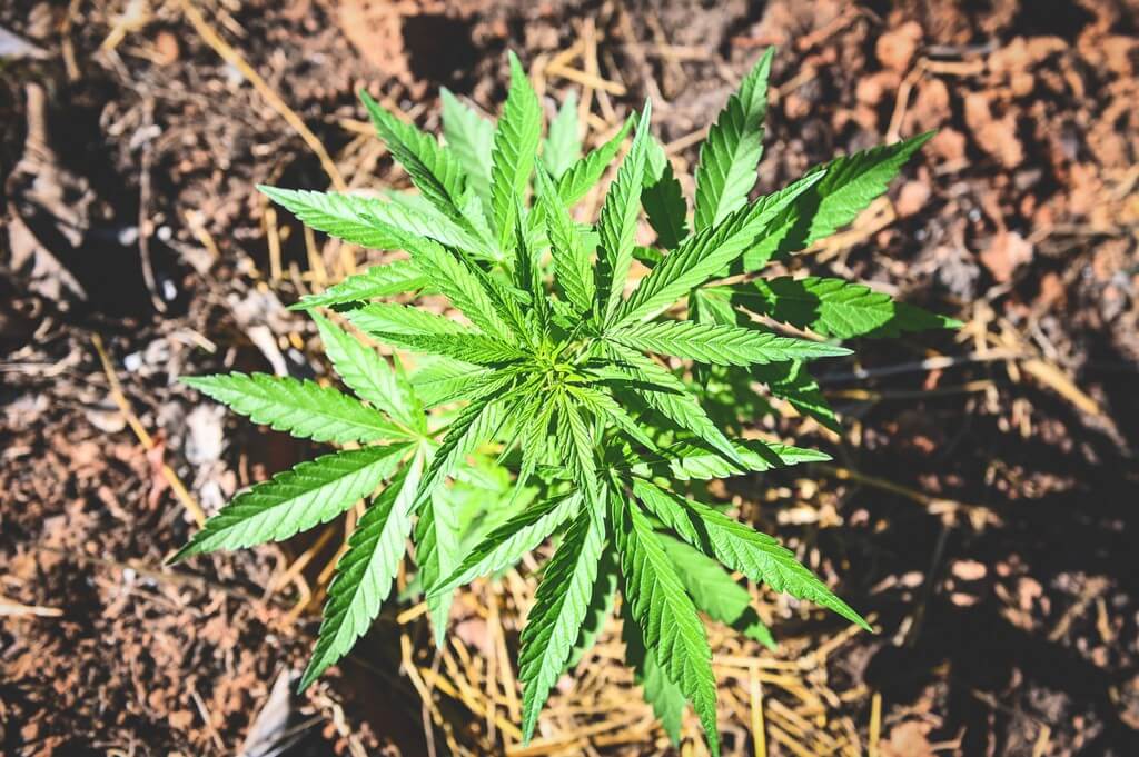 Um jardim de cannabis ao ar livre com plantas vibrantes.